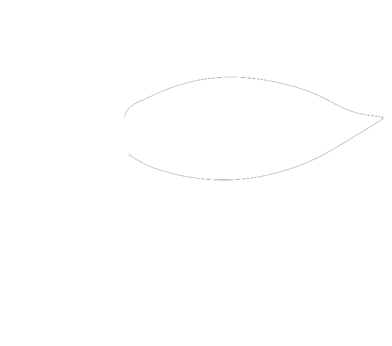 Van Belle Chocolatier Premium Cocoa Bean Logo - Belgian Chocolate Excellence